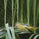 Hooded oriole with fan palm. Canon 7D Mark II with Tamron SP 150-600mm f/5-6.3 Di VC lens; 1/800 second at f/6.3; ISO 1600
